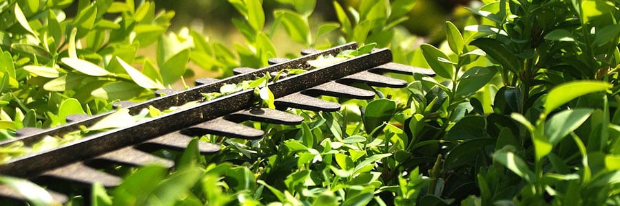 Hedge Trimmer Tune-Up Services Hedge trimmer cuts through residential bushes to even the shape.